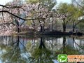 圆明园踏青节游玩攻略