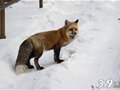 哈尔滨市民登山遇趣事：与狐狸同行 要吃要喝